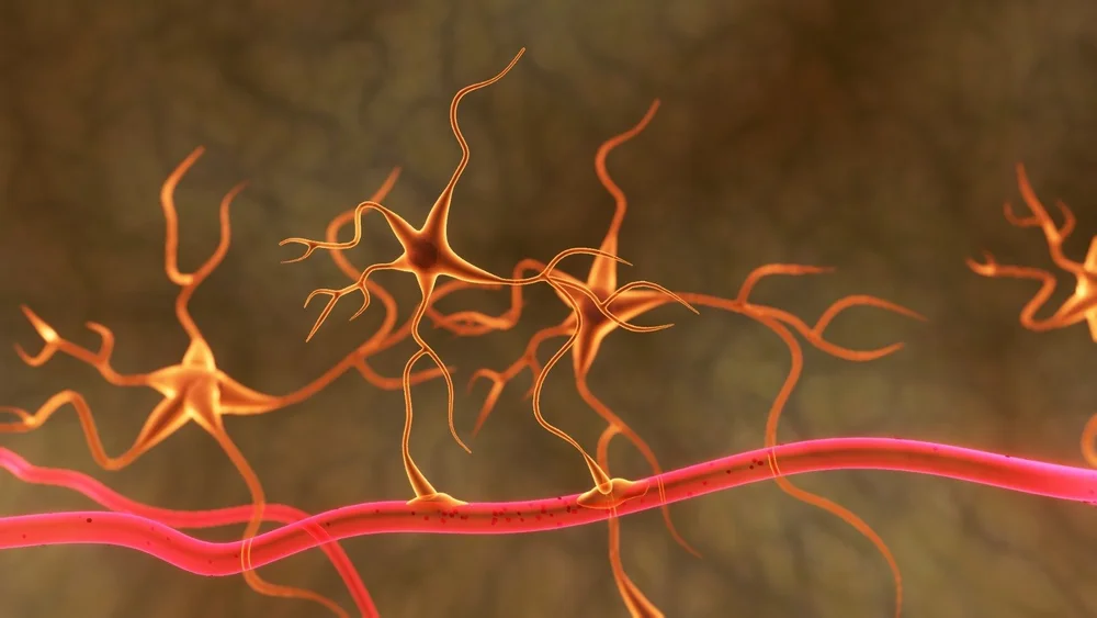 Illustration of nerve cells beside a small blood vessel